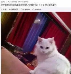 娱乐吃瓜酱男朋友不如猫,揭秘娱乐圈中的“喵星人”魅力  第3张